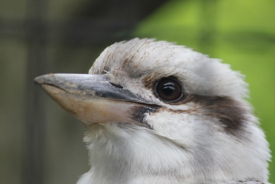 ごはんのお話し～ワライカワセミ編～｜動物たちのおはなし｜公園だより｜到津の森公園